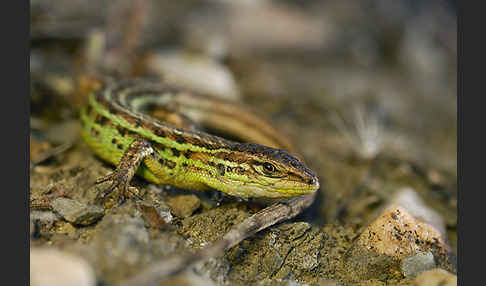 Spanischer Sandläufer (Psammodromus hispanicus)