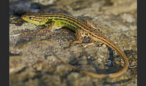 Spanischer Sandläufer (Psammodromus hispanicus)