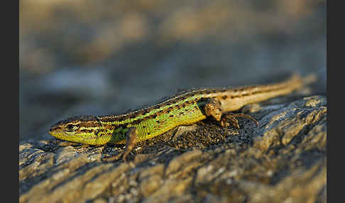 Spanischer Sandläufer (Psammodromus hispanicus)