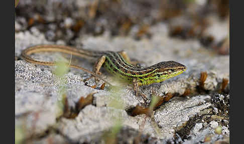 Spanischer Sandläufer (Psammodromus hispanicus)