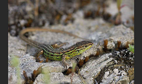 Spanischer Sandläufer (Psammodromus hispanicus)