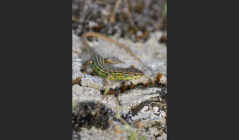 Spanischer Sandläufer (Psammodromus hispanicus)