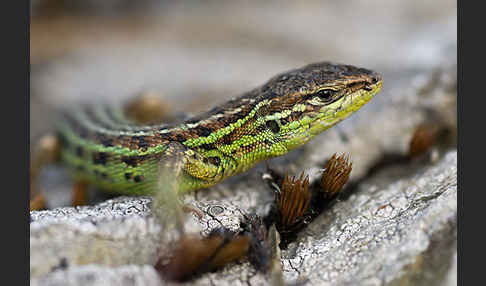 Spanischer Sandläufer (Psammodromus hispanicus)