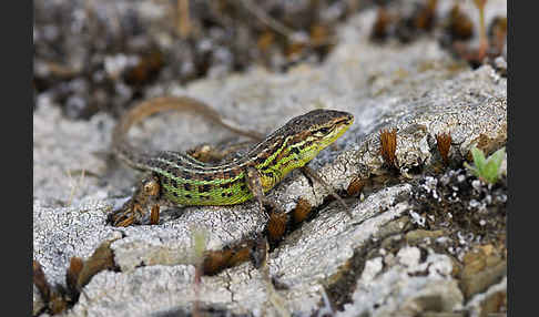 Spanischer Sandläufer (Psammodromus hispanicus)