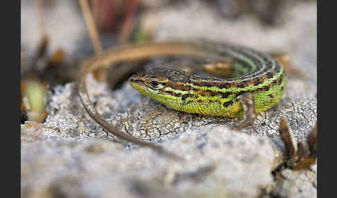 Spanischer Sandläufer (Psammodromus hispanicus)