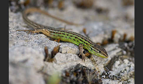 Spanischer Sandläufer (Psammodromus hispanicus)