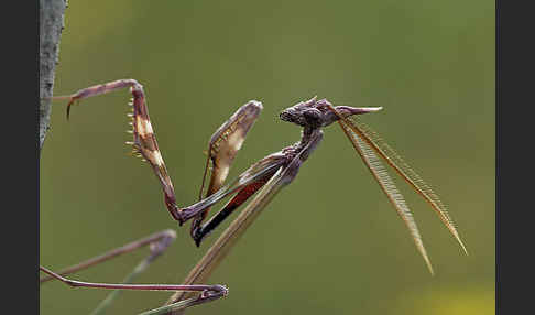 Gottesanbeterin spec. (Empusa pennata)