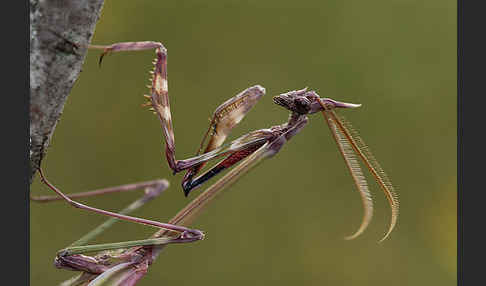 Gottesanbeterin spec. (Empusa pennata)