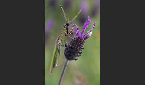 Gottesanbeterin spec. (Empusa pennata)