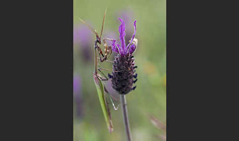 Gottesanbeterin spec. (Empusa pennata)