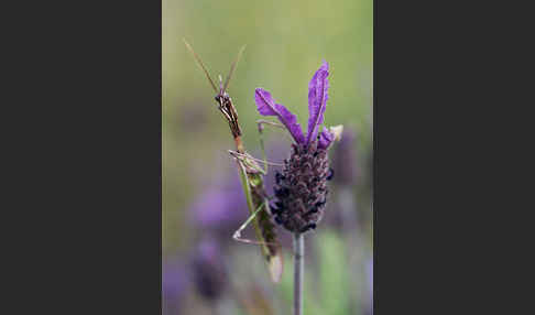 Gottesanbeterin spec. (Empusa pennata)