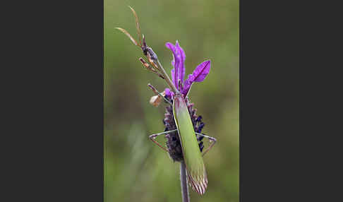 Gottesanbeterin spec. (Empusa pennata)