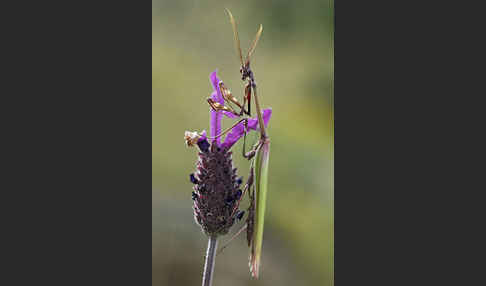 Gottesanbeterin spec. (Empusa pennata)