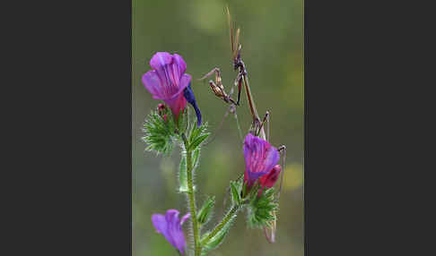 Gottesanbeterin spec. (Empusa pennata)