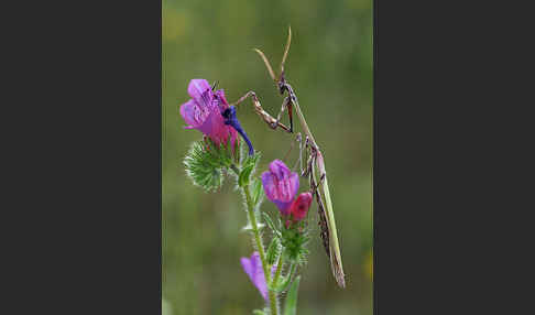 Gottesanbeterin spec. (Empusa pennata)