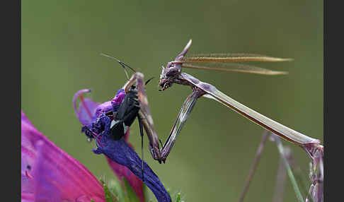 Gottesanbeterin spec. (Empusa pennata)