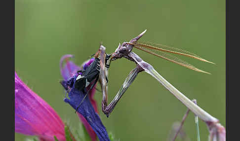 Gottesanbeterin spec. (Empusa pennata)