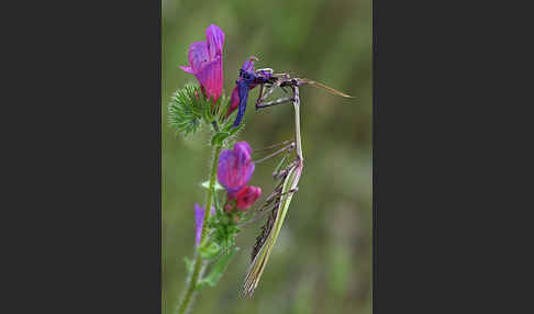 Gottesanbeterin spec. (Empusa pennata)