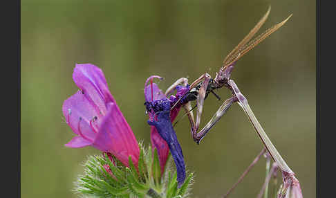 Gottesanbeterin spec. (Empusa pennata)