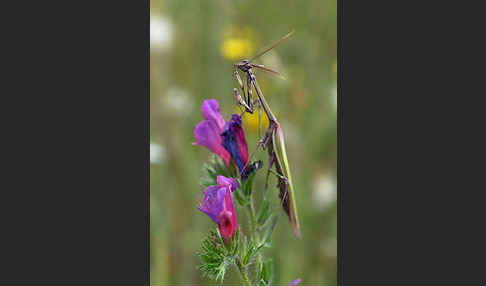 Gottesanbeterin spec. (Empusa pennata)