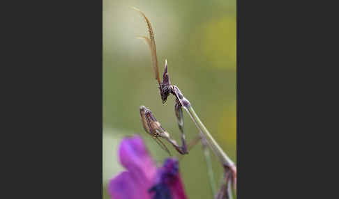 Gottesanbeterin spec. (Empusa pennata)