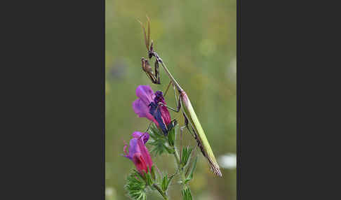 Gottesanbeterin spec. (Empusa pennata)