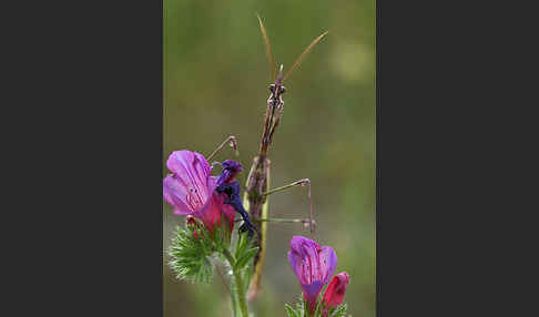 Gottesanbeterin spec. (Empusa pennata)