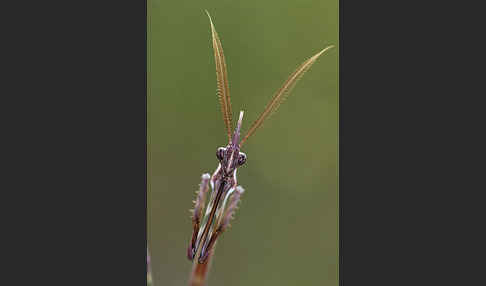 Gottesanbeterin spec. (Empusa pennata)