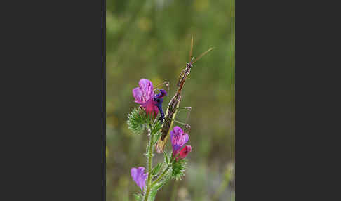 Gottesanbeterin spec. (Empusa pennata)