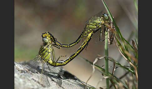 Westliche Keiljungfer (Gomphus pulchellus)