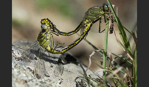 Westliche Keiljungfer (Gomphus pulchellus)