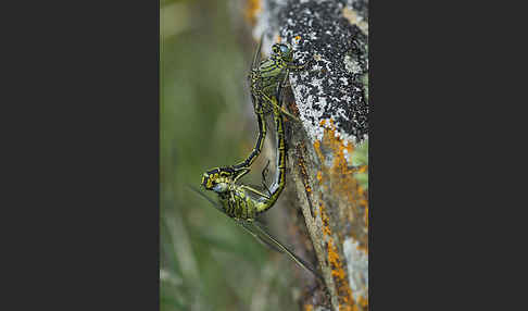 Westliche Keiljungfer (Gomphus pulchellus)