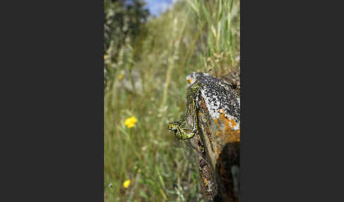 Westliche Keiljungfer (Gomphus pulchellus)