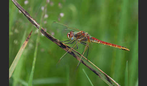 Frühe Heidelibelle (Sympetrum fonscolombei)