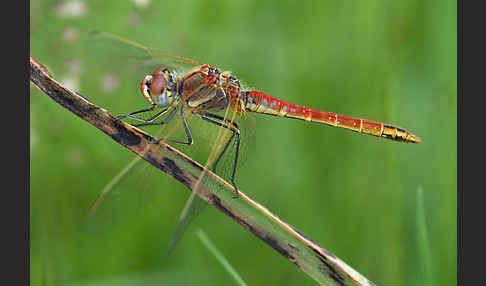 Frühe Heidelibelle (Sympetrum fonscolombei)