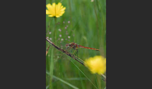 Frühe Heidelibelle (Sympetrum fonscolombei)