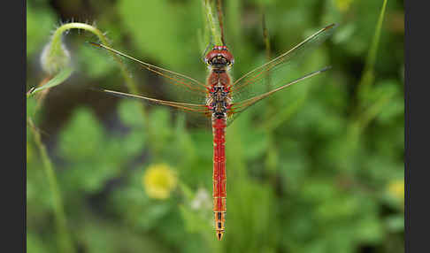 Frühe Heidelibelle (Sympetrum fonscolombei)