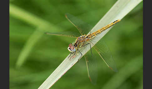 Frühe Heidelibelle (Sympetrum fonscolombei)