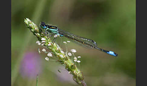 Spanische Pechlibelle (Ischnura graellsii)