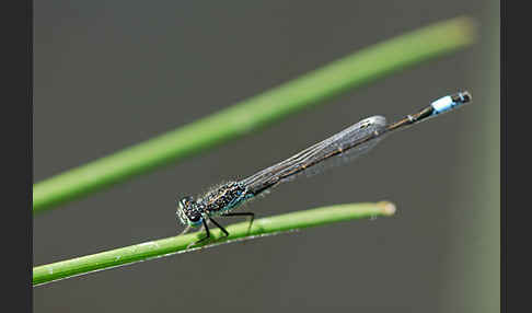 Spanische Pechlibelle (Ischnura graellsii)