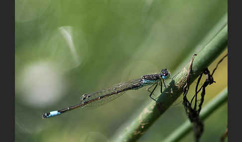 Spanische Pechlibelle (Ischnura graellsii)