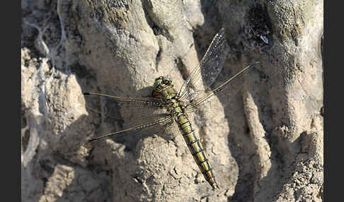 Großer Blaupfeil (Orthetrum cancellatum)