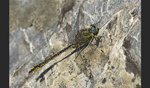 Westliche Keiljungfer (Gomphus pulchellus)