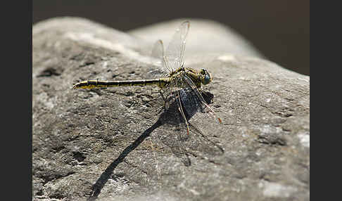 Westliche Keiljungfer (Gomphus pulchellus)