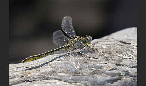 Westliche Keiljungfer (Gomphus pulchellus)