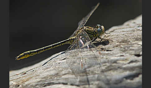 Westliche Keiljungfer (Gomphus pulchellus)