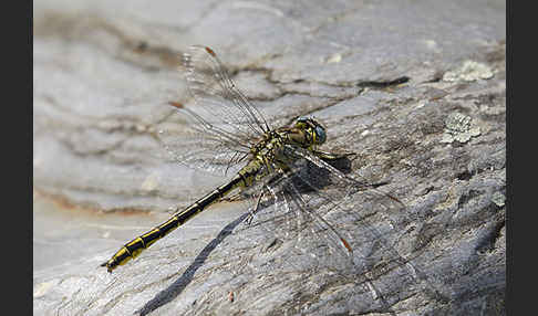 Westliche Keiljungfer (Gomphus pulchellus)