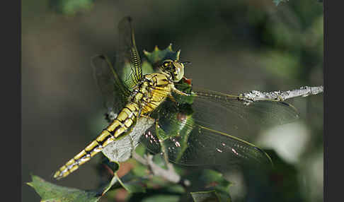 Großer Blaupfeil (Orthetrum cancellatum)