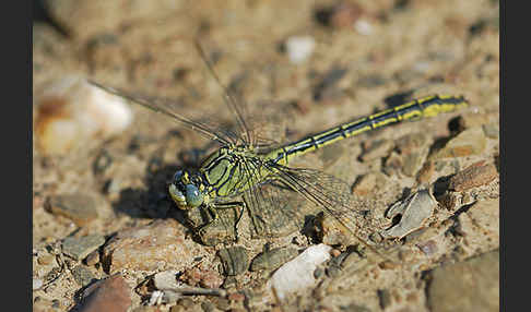 Westliche Keiljungfer (Gomphus pulchellus)