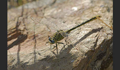 Westliche Keiljungfer (Gomphus pulchellus)